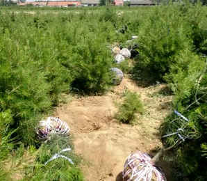 西藏白皮松种植基地，白皮松种植要点