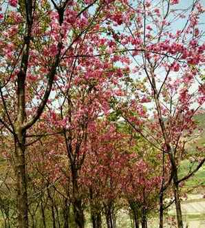 冬樱花图片，冬樱花图片唯美