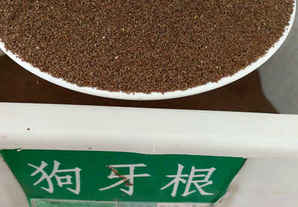 狗毛根草籽多少钱一斤，狗牙根草籽多少钱一斤