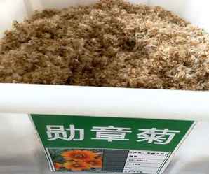 勋章菊种子展示图，勋章菊种子几月份播种