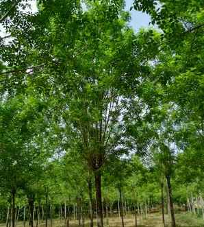 白蜡树用什么肥料长得快，白蜡树小苗种植用什么肥料
