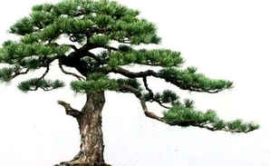 那须五针松盆景小苗，五针松小苗新头蔫了