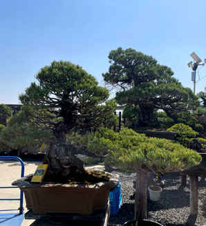 宫岛大阪松，宫岛大阪松冬季怎么养