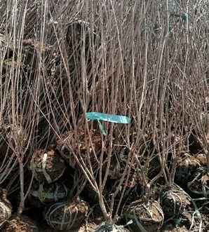 丛生丁香种植效果图，丛生丁香的栽植和园林用途