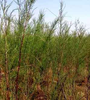 柽柳树种子种植时间，柽柳树家里能种吗