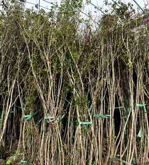 丛生丁香种植效果图，丛生丁香的栽植和园林用途