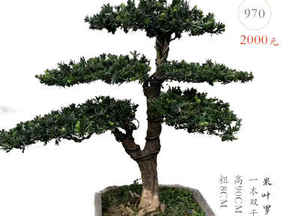 小米叶罗汉松怎么造型，米叶罗汉松能放室内吗