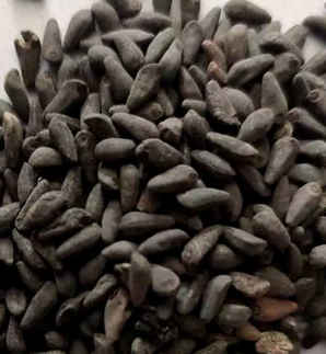 怎么储存茑萝种子，羽叶茑萝种子怎样保存