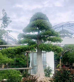 三角枫盆景低温，三角枫盆景