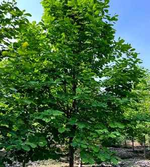 白玉兰花图片精选高清，白玉兰花图片