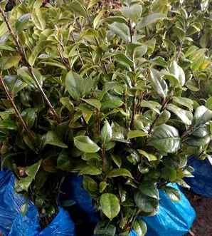 茶梅种植基地，茶梅适合什么土壤种植