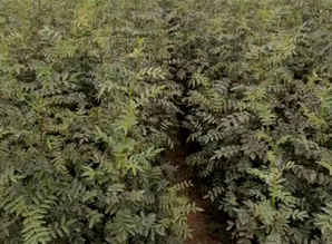 大红袍花椒苗，大红袍花椒苗多少钱一株
