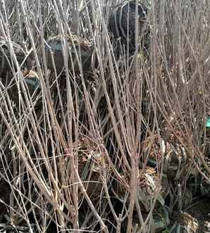 丁香的田间种植及养护，丛生丁香的培育、种植和病虫防治