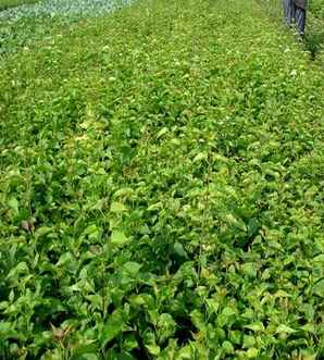 丁香的田间种植及养护，丛生丁香的培育、种植和病虫防治