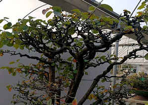 木瓜盆景是什么植物，木瓜盆景老桩怎么养