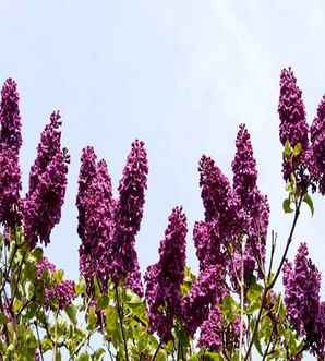 丁香的田间种植及养护，丛生丁香的培育、种植和病虫防治