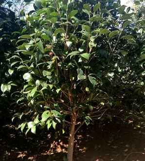 茶梅基地批发商，鍘熺敓閫犲瀷鑼舵鍩哄湴鎵瑰彂浠锋牸