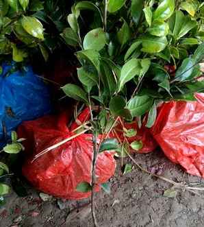 茶梅基地批发商，鍘熺敓閫犲瀷鑼舵鍩哄湴鎵瑰彂浠锋牸