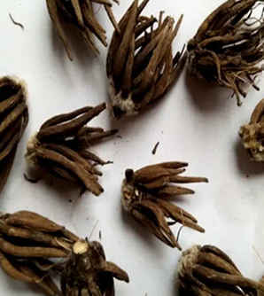 毛茛种子图片，毛茛种子怎么种
