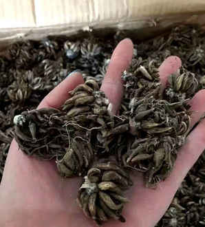 毛茛种子图片，毛茛种子怎么种
