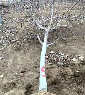 江苏紫玉兰基地直销，江苏紫玉兰基地