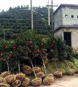 杜鹃山茶花养殖方法，山茶花的养殖方法