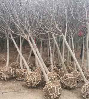 江苏紫玉兰基地直销，江苏紫玉兰基地