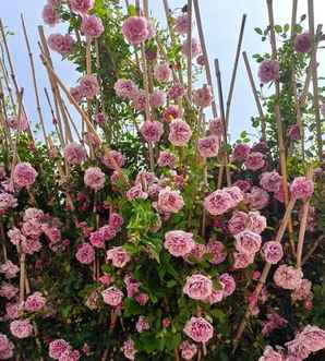 花卉图片，花卉图片伤感句子