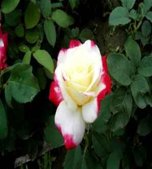 花卉图片，花卉图片伤感句子