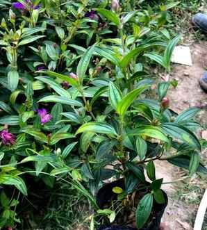 巴西野牡丹的花期介绍，巴西野牡丹什么时候开花了