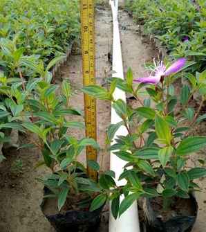 巴西野牡丹的花期介绍，巴西野牡丹什么时候开花了
