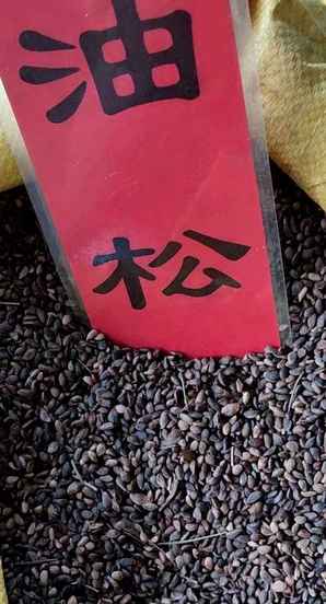 哪里有红松种子，油松植物种子哪里可以买到