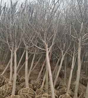 紫玉兰的种植方法，紫玉兰种子颗粒怎么种植