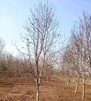紫玉兰种植院子里好吗，紫玉兰的田间种植方法