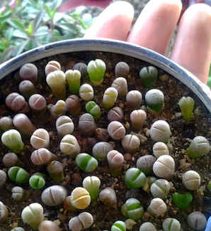 石生花开花后会有种子，生石花开花后变成两个头