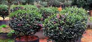 茶梅能种在庭院吗，庭院植物茶梅
