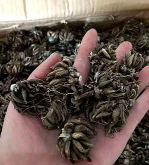 催完芽的毛茛种子是什么样子的，毛茛种子长啥样