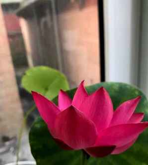 碗莲，碗莲藕种植方法