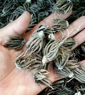 催完芽的毛茛种子是什么样子的，毛茛种子长啥样