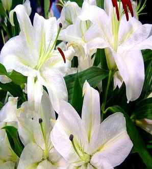 百合花图片大图高清，百合花图片