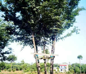 造型大榉树价格，米高丛生榉树价格