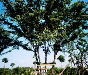 泰安丛生榉树批发，米高丛生榉树价格