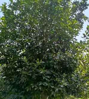 柚子树不开花什么原因，柚子树