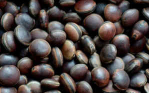 油麻藤种子的主治与功效，常春油麻藤种子的药用价值