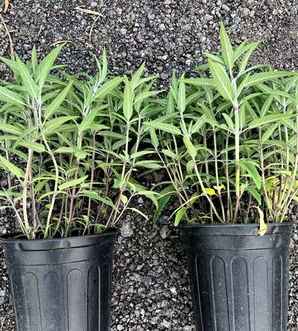 鼠尾草的种子怎么种植，花花鼠尾草种子怎样催芽