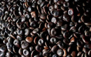 油麻藤种子的主治与功效，常春油麻藤种子的药用价值