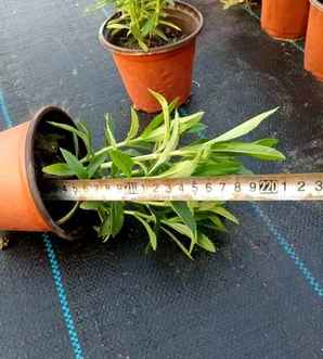 假龙头适合什么时候种植，假龙头种植方法