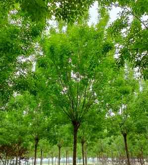 白蜡树种植哪里最好，白蜡树种什么位置好养护