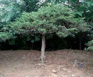 最新的高杆地龙价格，地龙行情价格表