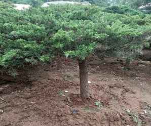 最新的高杆地龙价格，地龙行情价格表